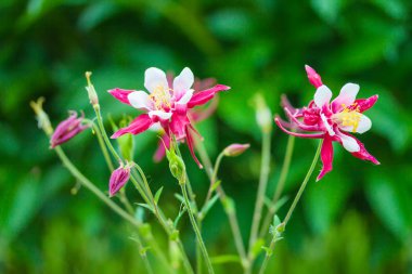 Aquilegia