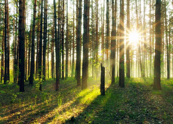 Coucher de soleil dans les bois — Photo