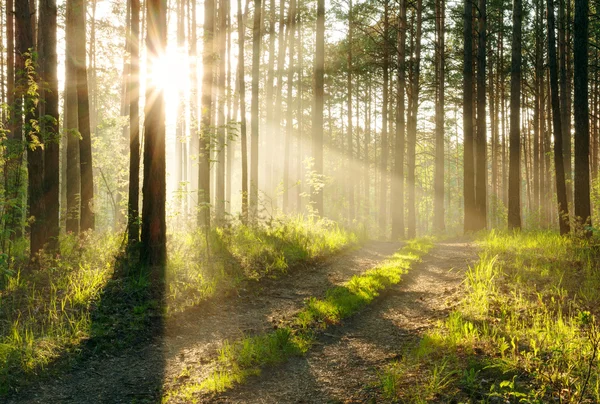 Zonsondergang in het bos — Stockfoto