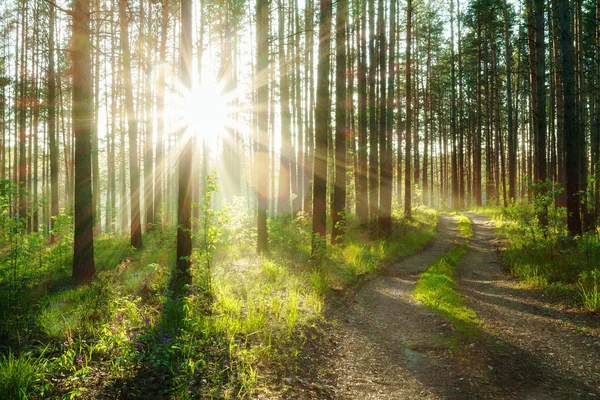 Sonnenuntergang im Wald — Stockfoto