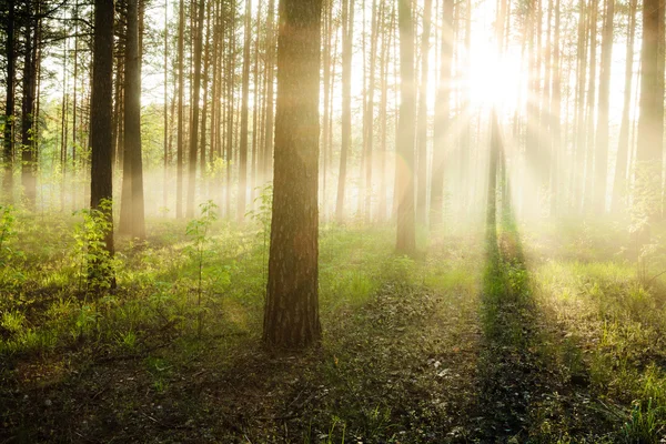 Sonnenuntergang im Wald — Stockfoto