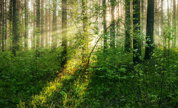 Matahari terbenam di hutan — Stok Foto
