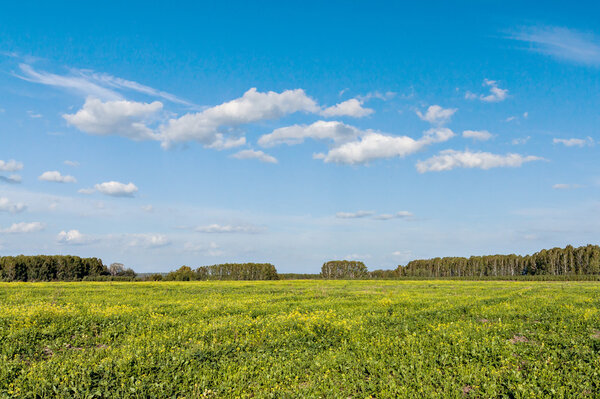 небо и летние поля
