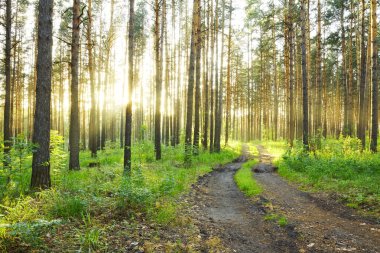 Ormandaki toprak yolda.