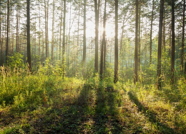 Sonnenuntergang im Wald — Stockfoto