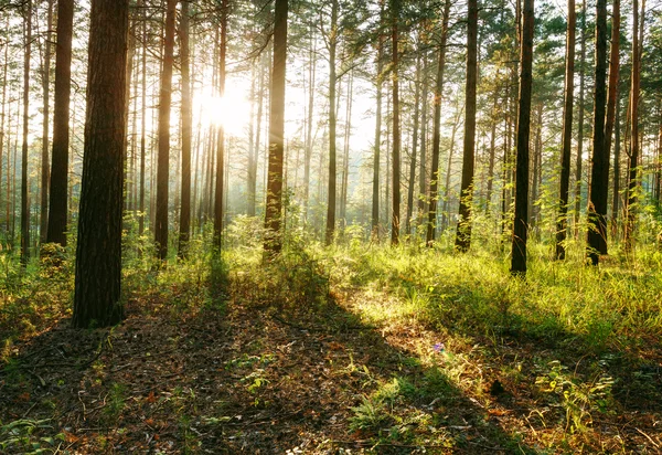 Matahari terbenam di hutan — Stok Foto