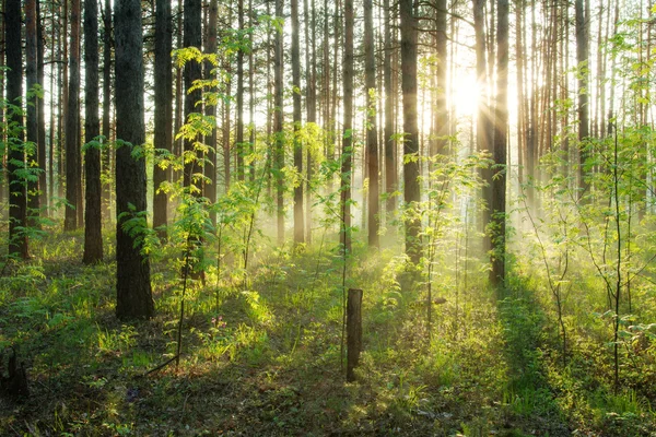 Puesta de sol en el bosque —  Fotos de Stock