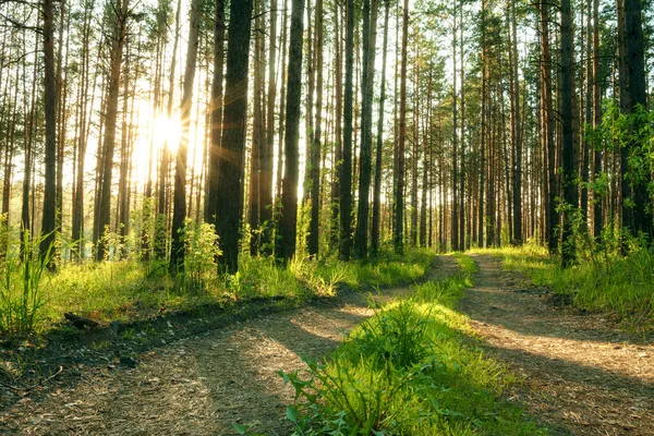 Puesta de sol en el bosque — Foto de Stock