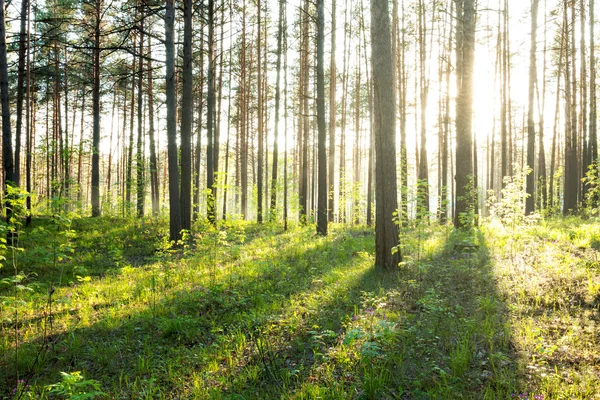 Krásný západ slunce — Stock fotografie