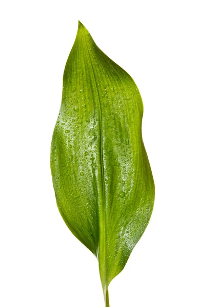 Grünes Blatt mit Wassertropfen — Stockfoto