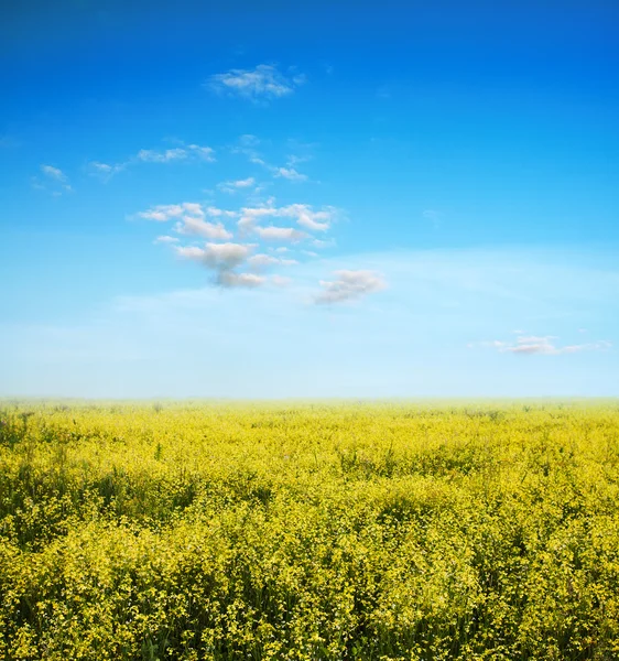 Raps fält — Stockfoto