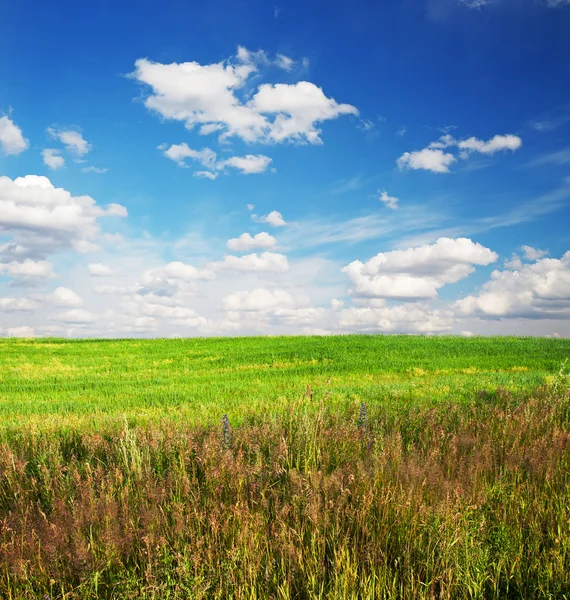 Sky och fält — Stockfoto