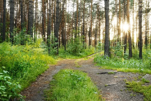 Puesta de sol en el bosque — Foto de Stock