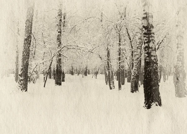Χειμώνας δάσος — Φωτογραφία Αρχείου