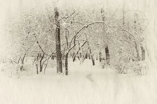 얼어붙은 숲 — 스톡 사진