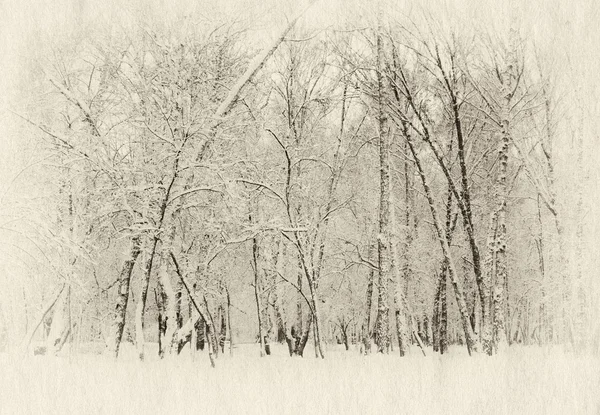 Frozen woods — Stock Photo, Image