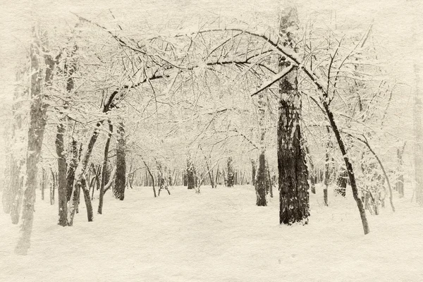 冷冻的森林 — 图库照片#