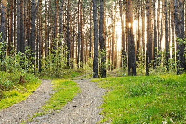 Sonnenuntergang — Stockfoto