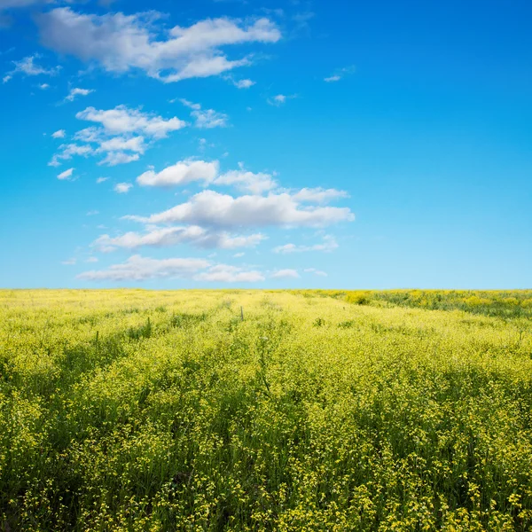 Niebo i pola — Zdjęcie stockowe