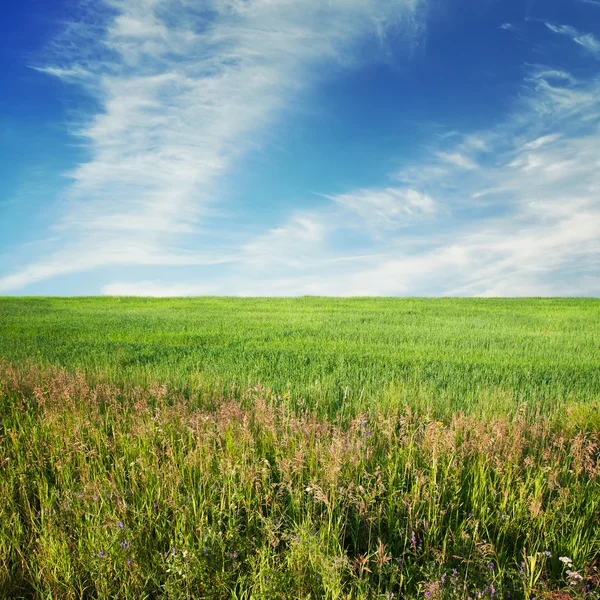 Himmel und Felder — Stockfoto