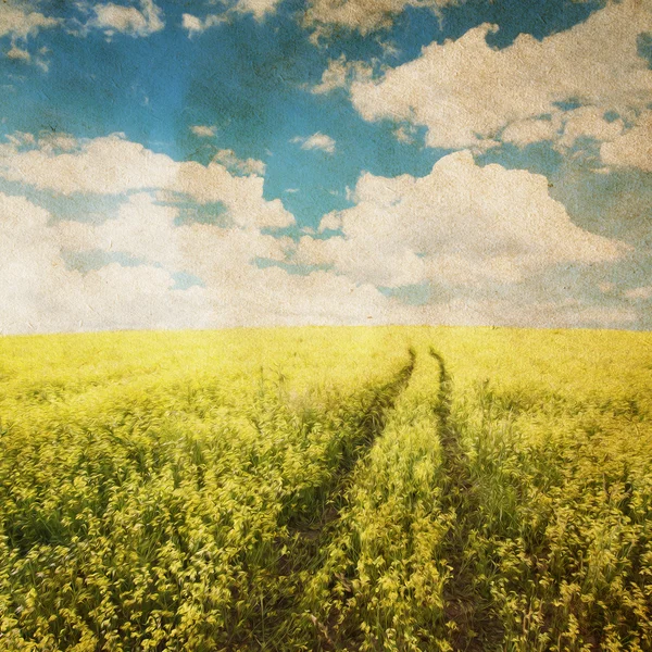 Rapeseed field — Stock Photo, Image