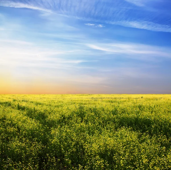 Sky och fält — Stockfoto