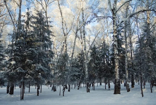 Forêt gelée — Photo