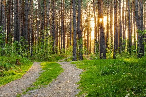 Sonnenuntergang im Wald — Stockfoto