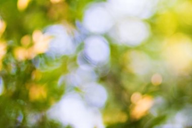 Yaz bokeh