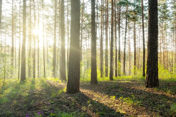 Mooie zonsondergang — Stockfoto