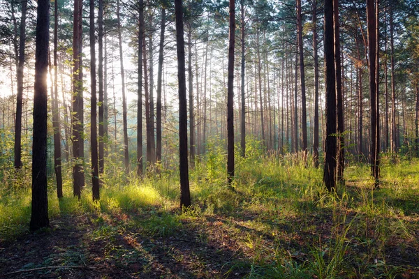 Sonnenuntergang im Wald — Stockfoto