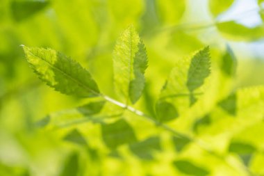  Yeşil bahar, Rowan yapraklarıyla birlikte.