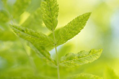  Yeşil bahar, Rowan yapraklarıyla birlikte.