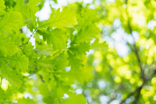 Groene Lente Backgroun Met Eiken Bladeren — Stockfoto