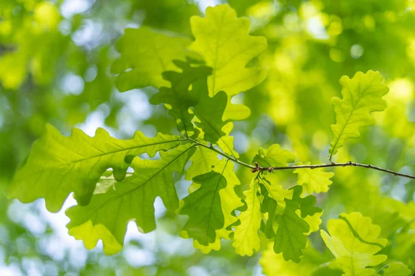 Grüner Frühlingshintergrund Mit Eichenblättern — Stockfoto