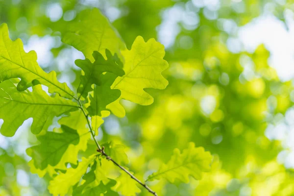 Fondo Primavera Verde Con Hojas Roble — Foto de Stock