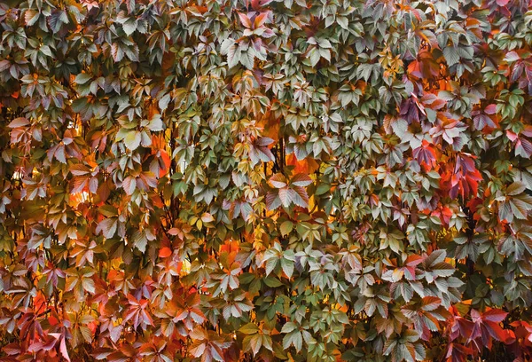 Bright Autumn Background Leaves Wall — Stock Photo, Image