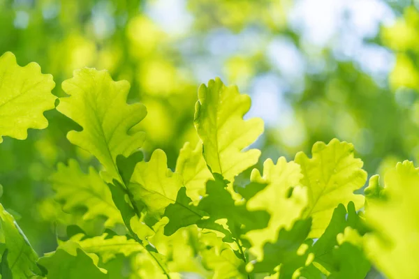 Grüner Frühlingshintergrund Mit Eichenblättern — Stockfoto