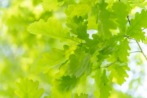 Fondo Primavera Verde Con Hojas Roble — Foto de Stock