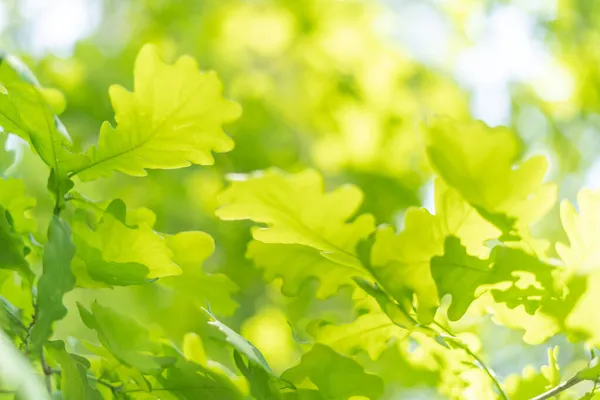 Fondo Primavera Verde Con Hojas Roble — Foto de Stock