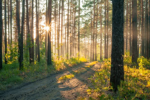 Ormanda Gün Batımı Kır Yolu Doğa Ormanı Geçmişi — Stok fotoğraf