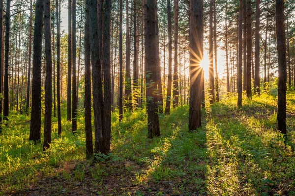 Puesta Sol Brillante Bosque Fondo Del Bosque Natural —  Fotos de Stock