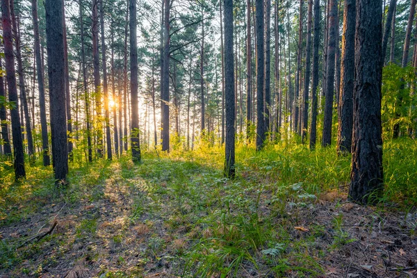 Coucher Soleil Lumineux Dans Les Bois Fond Forêt Naturelle — Photo