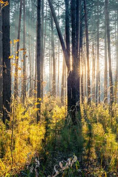 Autumn Sunset Woods Nature Forest Background — Stock Photo, Image