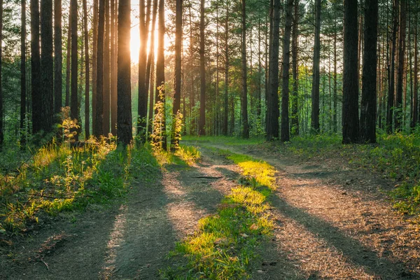 Coucher Soleil Dans Les Bois Route Campagne Fond Forêt Naturelle — Photo