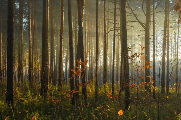 Jesienny Zachód Słońca Lesie Las Przyrody Tło — Zdjęcie stockowe