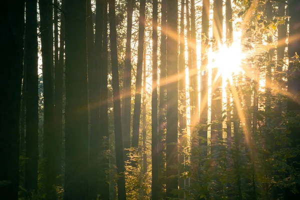 Bright Sunset Woods Nature Forest Background — Stock Photo, Image