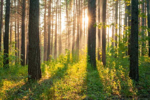 Heller Sonnenuntergang Wald Hintergrund Naturwald — Stockfoto