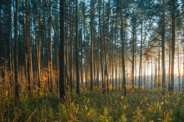 Осінній Захід Сонця Лісі Фон Лісу Природи — стокове фото