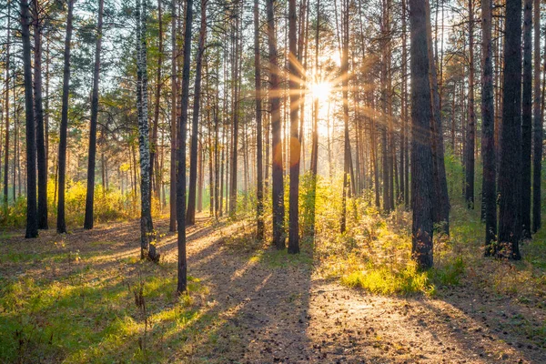 森の中の明るい夕日自然林の背景 — ストック写真